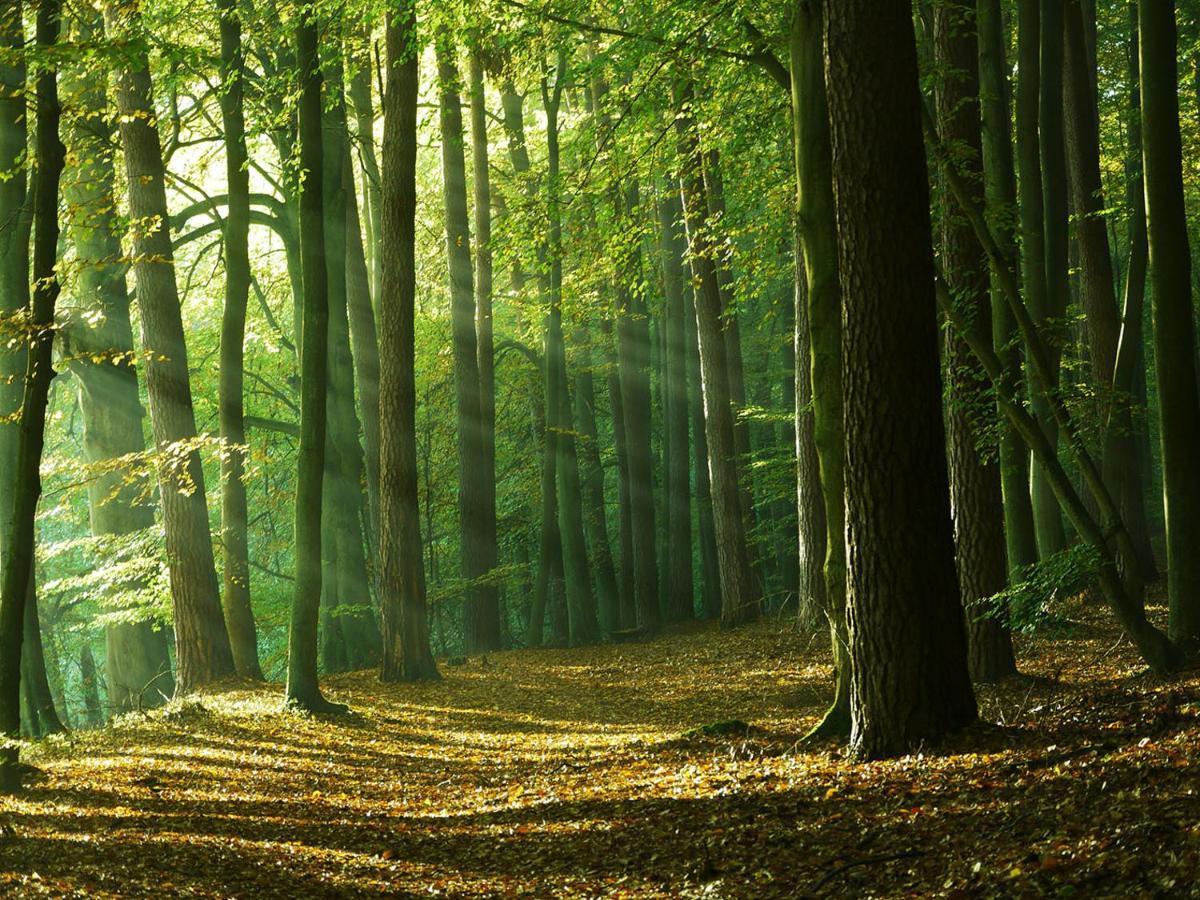 Waldschenke Stendenitz Uebernachten Im Wald Am See Neuruppin Exterior photo